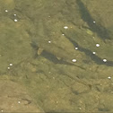 Trout