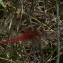 Red Dragonfly