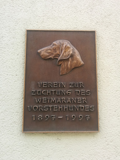 Weimarer Vorstehhund 