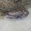 Crab