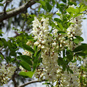 Black locust