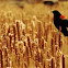 Red-winged blackbird