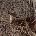 White-tailed Deer