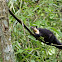 Malayan giant squirrel