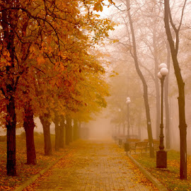 Autumn Mist by Oleg Milyutin - City,  Street & Park  City Parks ( plant, footpath, walking, mystery, deciduous, fairy, leaf, yellow, beauty, landscape, lane, tranquil, tree, nature, autumn, foliage, light, orange, park, green, lush, forest, morning, footway, woods, red, season, color, fog, outdoors, branch, scene, october, sidewalk, mist )