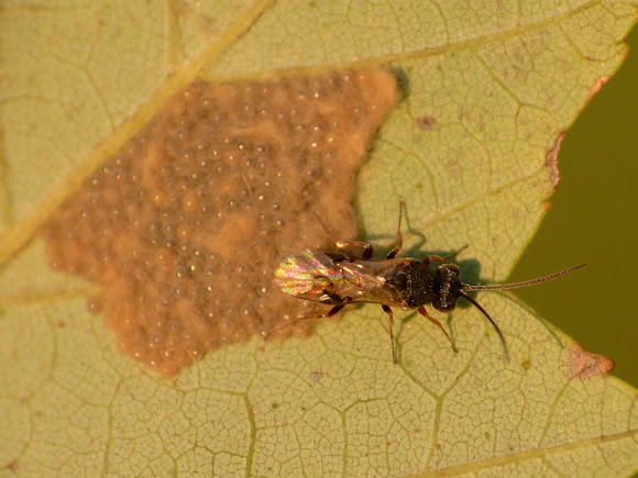 Spotting Image 1