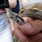 boa constrictor
