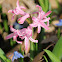 hyacinth