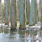Bald cypress