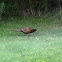 Common Pheasant