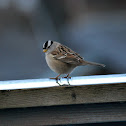White-crowned Sparrow