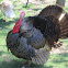 Turkeycock