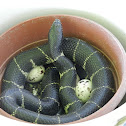 King snake