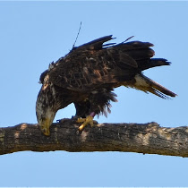Honey Beeagles (Honey Bee Golf Course, Chesapeake)