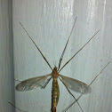 Crane Fly