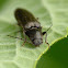 Click beetle