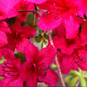 Red Azelea