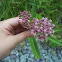 Swamp Milkweed