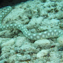 Sharptail Eel