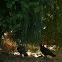 Wild Turkey