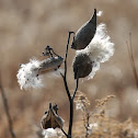 common milkweed