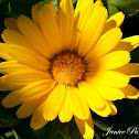 Aster