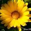 Aster
