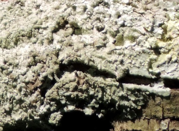 Spotting Image 1