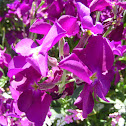 Hollyhock?