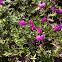 Pink Azelea