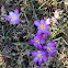 Spring Crocus