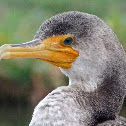 Double crested cormorant (juvenile)