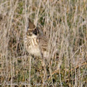 Crested Lark; Cogujada Común