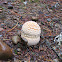 Fly Amanita