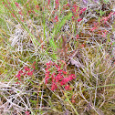 Sorrel