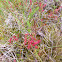 Sorrel
