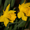 Daffodil