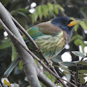Great Barbet