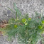 pineapple mayweed