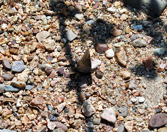Spotting Image 1