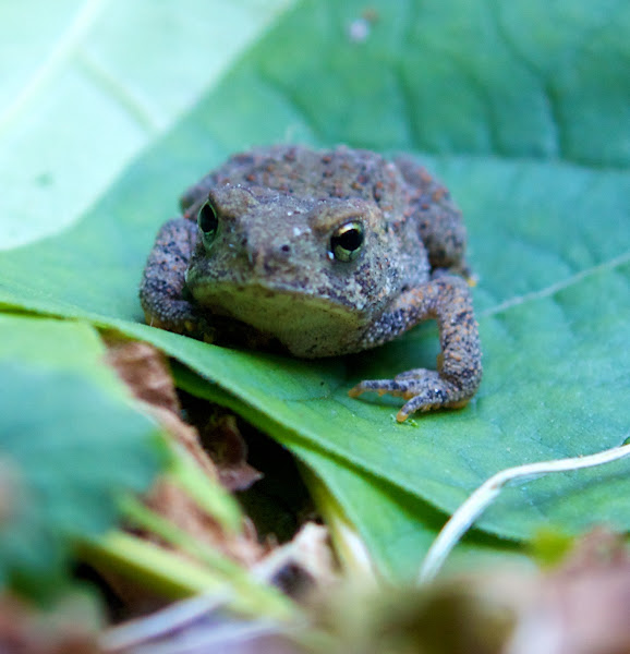 American Toad (Juvenile) Project Noah