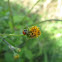 Lady beetle