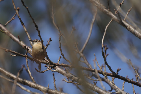 Spotting Image 1