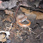 Four-toed Salamander