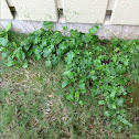 Leaves