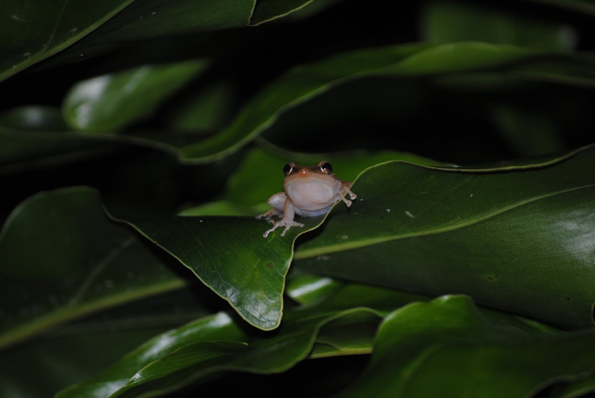 Common Coquí
