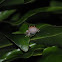 Common Coquí