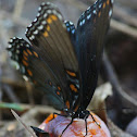 Red-spotted Purple