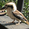 Laughing Kookaburra