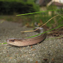 Blindworm
